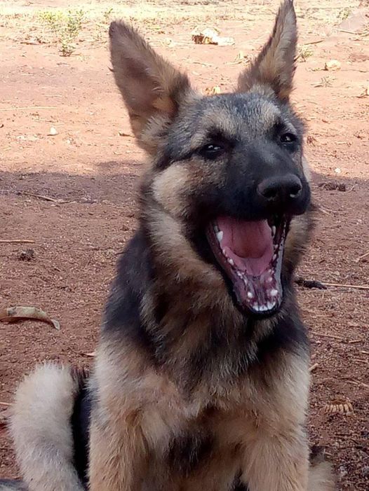 Dog Security Units
